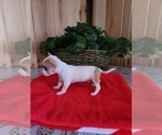 Small Photo #3 Chihuahua Puppy For Sale in NEW HAVEN, IN, USA