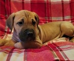 Puppy French Fry Cane Corso-Great Dane Mix
