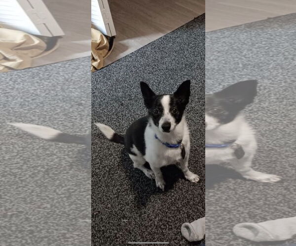 Medium Photo #2 Jack Russell Terrier-Unknown Mix Puppy For Sale in Miami, FL, USA