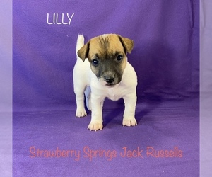 Jack Russell Terrier Puppy for sale in WESTVILLE, OK, USA