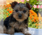 Small #3 Yorkshire Terrier