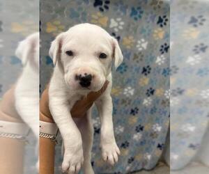 Labrador Retriever-Unknown Mix Dogs for adoption in Rosenberg, TX, USA