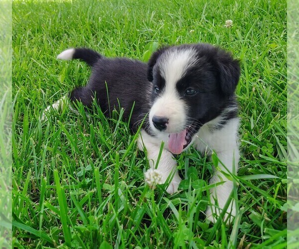 Medium Photo #135 Border Collie Puppy For Sale in NORBORNE, MO, USA