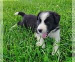 Small Photo #135 Border Collie Puppy For Sale in NORBORNE, MO, USA