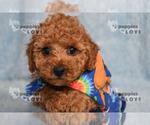 Small Photo #13 Poodle (Toy) Puppy For Sale in SANGER, TX, USA
