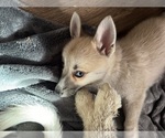 Small #86 Pomsky