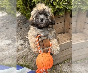ShihPoo Puppy for Sale in MIDDLEBURY, Indiana USA