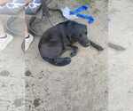 Small Labbe