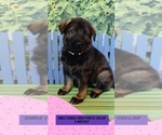 Small Photo #17 German Shepherd Dog Puppy For Sale in CLERMONT, FL, USA