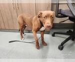 Small Labrador Retriever Mix