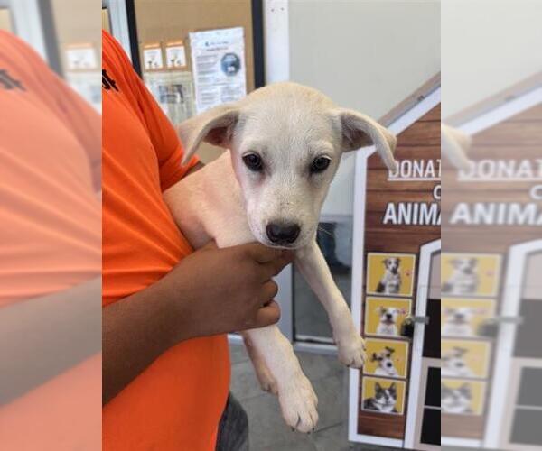 Medium Photo #1 American Staffordshire Terrier-Unknown Mix Puppy For Sale in San Antonio, TX, USA