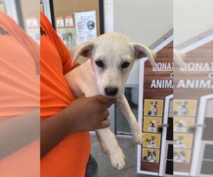 American Staffordshire Terrier-Unknown Mix Dogs for adoption in San Antonio, TX, USA