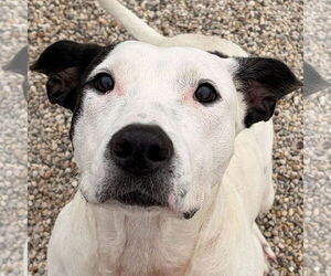 Mutt Dogs for adoption in Jefferson, WI, USA