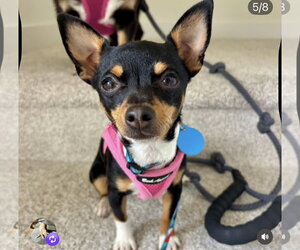 Goldie - Female Chihuahua-Unknown Mix Dog for Adoption - Photo #3