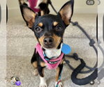 Small Photo #3 Chihuahua-Unknown Mix Puppy For Sale in Bellevue, WA, USA