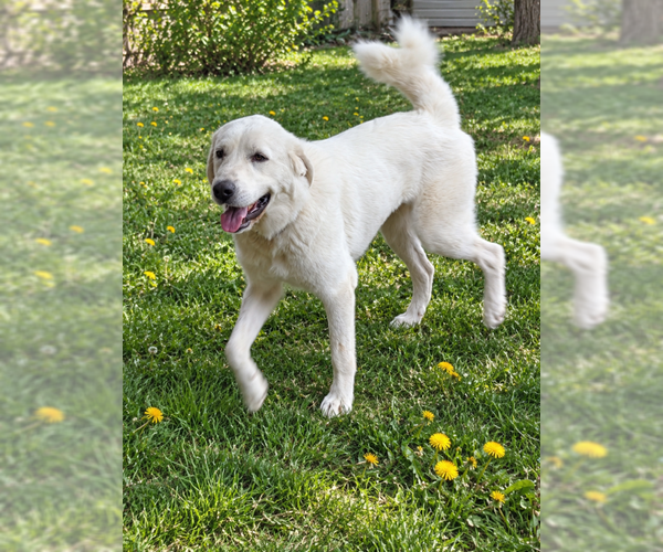 Medium Photo #2 Great Pyrenees Puppy For Sale in MIDWAY, UT, USA