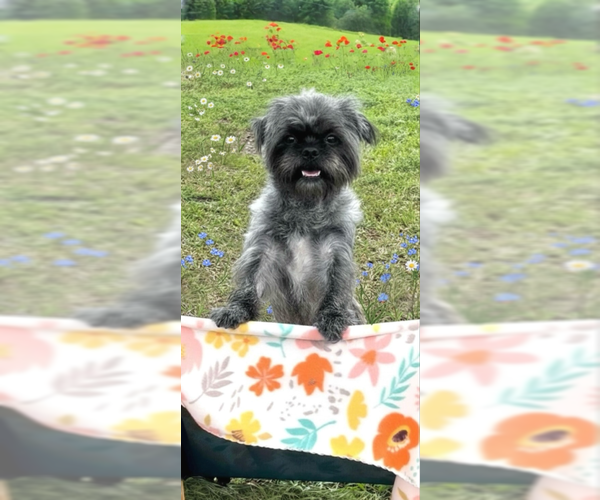 Medium Photo #2 Shih Tzu Puppy For Sale in Weston, FL, USA