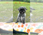 Small #1 Shih Tzu
