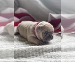 Small Photo #8 French Bulldog Puppy For Sale in RICHLAND, IA, USA