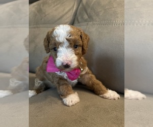 Poodle (Miniature) Puppy for sale in CARY, NC, USA