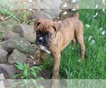 Small #6 Boxer