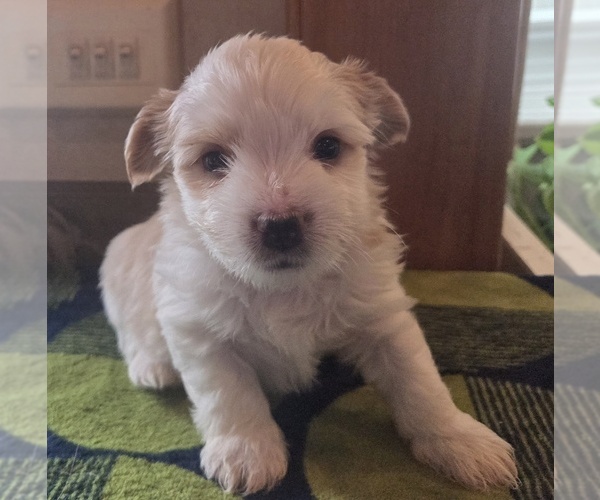 Medium Photo #4 Biewer Yorkie Puppy For Sale in MILWAUKIE, OR, USA