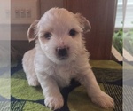 Small #3 Biewer Yorkie