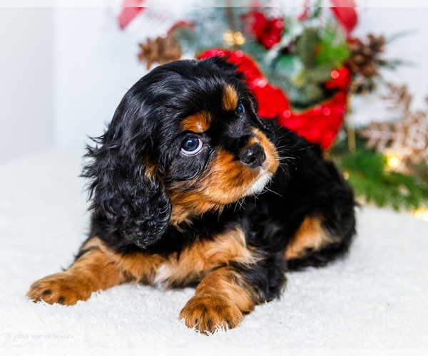 Medium Photo #58 Cavalier King Charles Spaniel Puppy For Sale in WAKARUSA, IN, USA