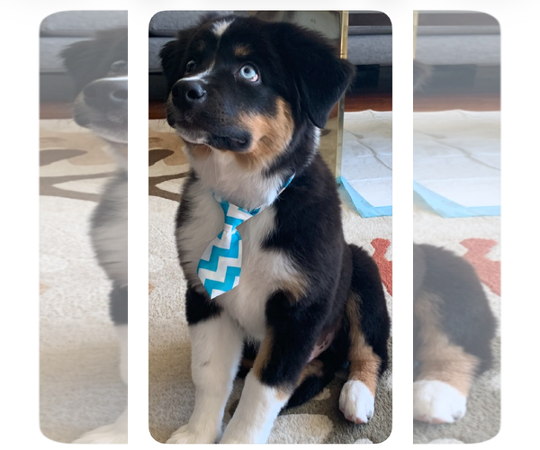 Medium Photo #2 Australian Shepherd Puppy For Sale in Tenafly, NJ, USA