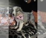 Image preview for Ad Listing. Nickname: Sadie