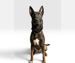Small Photo #3 Mutt Puppy For Sale in Imlay City, MI, USA