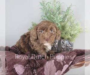 Poodle (Miniature) Puppy for sale in LE MARS, IA, USA