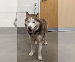 Siberian Husky Dogs for adoption in Forestville, MD, USA
