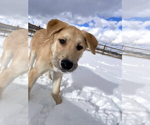 Ernie - Male German Shepherd Dog-Great Pyrenees Mix Dog for Adoption - Photo #2