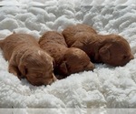 Puppy Females Goldendoodle mix (+ Poodle Miniature)