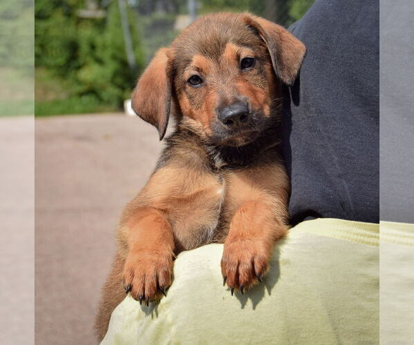 Medium Photo #5 Border-Aussie Puppy For Sale in Huntley, IL, USA