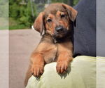Small #4 Border-Aussie
