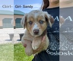 Small #3 Australian Shepherd