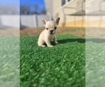 Puppy 3 French Bulldog