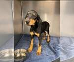 Small #9 Doberman Pinscher