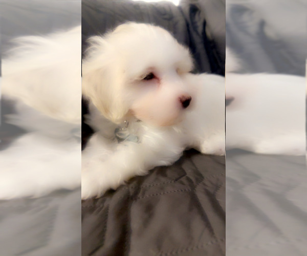 Medium Photo #8 Maltipoo (Miniature) Puppy For Sale in HIGH POINT, NC, USA