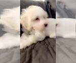 Small #6 Maltipoo (Miniature)