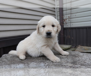 English Cream Golden Retriever Puppy for sale in SHILOH, OH, USA