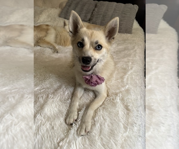 Medium Photo #147 Pomsky Puppy For Sale in LOVELAND, CO, USA