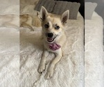 Small Photo #147 Pomsky Puppy For Sale in LOVELAND, CO, USA