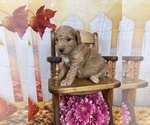 Small Photo #42 Aussiedoodle Puppy For Sale in COMMERCE, MI, USA