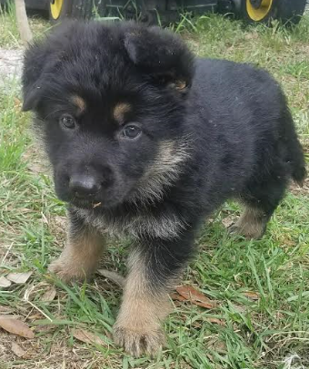Medium Photo #1 German Shepherd Dog Puppy For Sale in FORT PIERCE, FL, USA