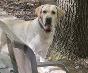 Father of the Labrador Retriever puppies born on 04/14/2022