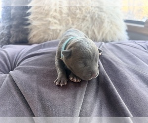 Medium American Pit Bull Terrier