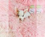 Small #4 Chihuahua